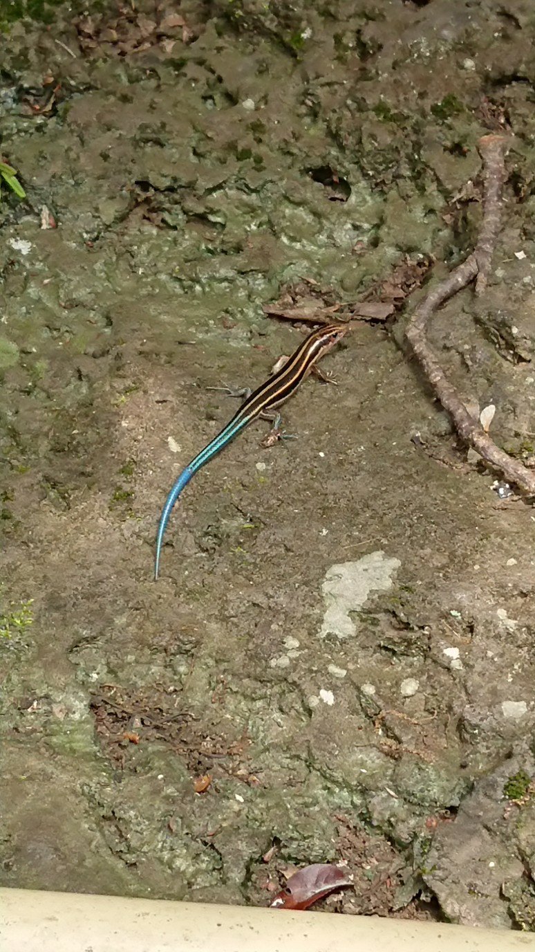 トカゲのコバルトブルーな尾