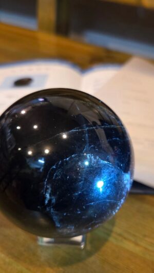 モリオンボール鑑別2026年4/6